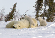 Polar bear mother and cub, Churchill, Manitoba, Canada - 06 Mar 2012