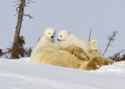 Polar bear mother and cub, Churchill, Manitoba, Canada - 06 Mar 2012