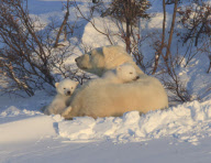 Polar bear mother and cub, Churchill, Manitoba, Canada - 06 Mar 2012