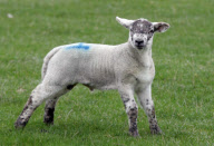 Lamb nicknamed 'The Hulk' after being born three times bigger than normal, Hanbury, Worcestershire, Britain - 13 Mar 2012