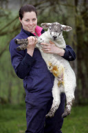 Lamb nicknamed 'The Hulk' after being born three times bigger than normal, Hanbury, Worcestershire, Britain - 13 Mar 2012