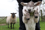 Lamb nicknamed 'The Hulk' after being born three times bigger than normal, Hanbury, Worcestershire, Britain - 13 Mar 2012