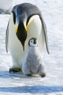 Mother and chick penguin huddle together, Snow Hill Island, Antarctic Peninsula - Mar 2012