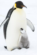 Mother and chick penguin huddle together, Snow Hill Island, Antarctic Peninsula - Mar 2012