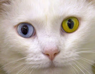 Speedy the cat has bi-coloured eyes, one blue and one gold, Virginia, America - Mar 2012