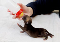 Pedro - das Fuchsbaby