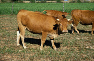 STOCK