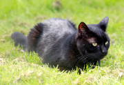 Sieben Tage vermisst: Kater Draco überlebte zwei Fahrten unter der Motorhaube von Nachbars Auto in Harberton