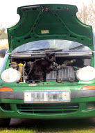 Sieben Tage vermisst: Kater Draco überlebte zwei Fahrten unter der Motorhaube von Nachbars Auto in Harberton