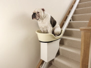 World's first stair lift for overweight dogs - Mar 2012