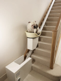 World's first stair lift for overweight dogs - Mar 2012