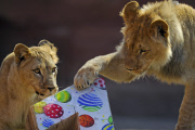 Die Berberlöwen Zari und Joco feiern ihren ersten Geburtstag im Zoo von Hannover