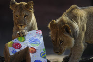 Die Berberlöwen Zari und Joco feiern ihren ersten Geburtstag im Zoo von Hannover