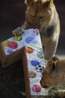 Die Berberlöwen Zari und Joco feiern ihren ersten Geburtstag im Zoo von Hannover