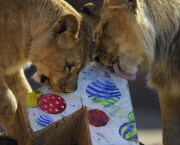 Die Berberlöwen Zari und Joco feiern ihren ersten Geburtstag im Zoo von Hannover