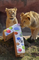 Die Berberlöwen Zari und Joco feiern ihren ersten Geburtstag im Zoo von Hannover