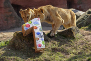 Die Berberlöwen Zari und Joco feiern ihren ersten Geburtstag im Zoo von Hannover