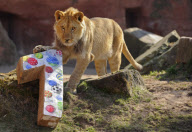 Die Berberlöwen Zari und Joco feiern ihren ersten Geburtstag im Zoo von Hannover