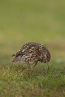 Little Owl gets a soaking, West Sussex, Britian - 2011