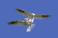 White-tailed kites food exchange, Orange County, California, America - Mar 2012