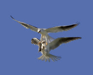 White-tailed kites food exchange, Orange County, California, America - Mar 2012