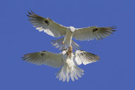 White-tailed kites food exchange, Orange County, California, America - Mar 2012