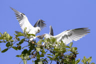 White-tailed kites food exchange, Orange County, California, America - Mar 2012