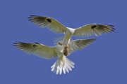White-tailed kites food exchange, Orange County, California, America - Mar 2012