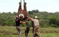 Rhinos relocated to undisclosed location for safety, Eastern Cape, South Africa - 29 Mar 2012