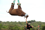 Rhinos relocated to undisclosed location for safety, Eastern Cape, South Africa - 29 Mar 2012