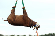 Rhinos relocated to undisclosed location for safety, Eastern Cape, South Africa - 29 Mar 2012
