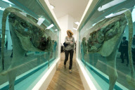 Damien Hirst exhibition, Tate Modern, London,Britain - 02 Apr 2012