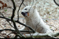 Eisbärbaby Anori