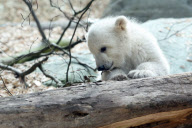 Eisbärbaby Anori