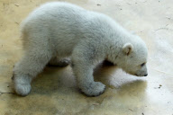 Eisbärbaby Anori