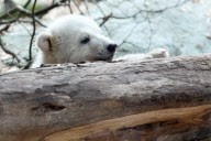 Eisbärbaby Anori