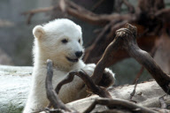 Eisbärbaby Anori