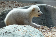 Eisbärbaby Anori