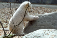 Eisbärbaby Anori