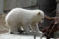 Eisbärbaby Anori