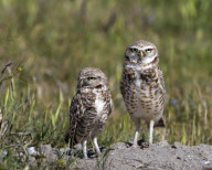 Burrowing Owls, Orange County, California - Apr 2012