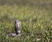 Burrowing Owls, Orange County, California - Apr 2012
