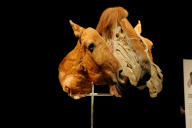 'Animal Inside Out' exhibition, Natural History Museum, London, Britain - 03 Apr 2012