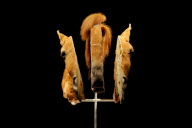 'Animal Inside Out' exhibition, Natural History Museum, London, Britain - 03 Apr 2012