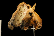 'Animal Inside Out' exhibition, Natural History Museum, London, Britain - 03 Apr 2012