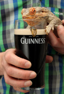 Die Echse Guinness ist mit 14 Jahren dreimal so alt wie normal