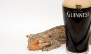 Die Echse Guinness ist mit 14 Jahren dreimal so alt wie normal