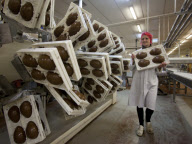 Chocolate Easter Egg Production at Thorntons factory, Alfreton, Derbyshire, Britain - 06 Feb 2012