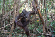 Tierschutzorganisation rettet Orang-Utan in letzter Minute