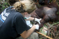 Tierschutzorganisation rettet Orang-Utan in letzter Minute